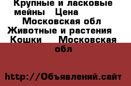 Крупные и ласковые мейны › Цена ­ 9 000 - Московская обл. Животные и растения » Кошки   . Московская обл.